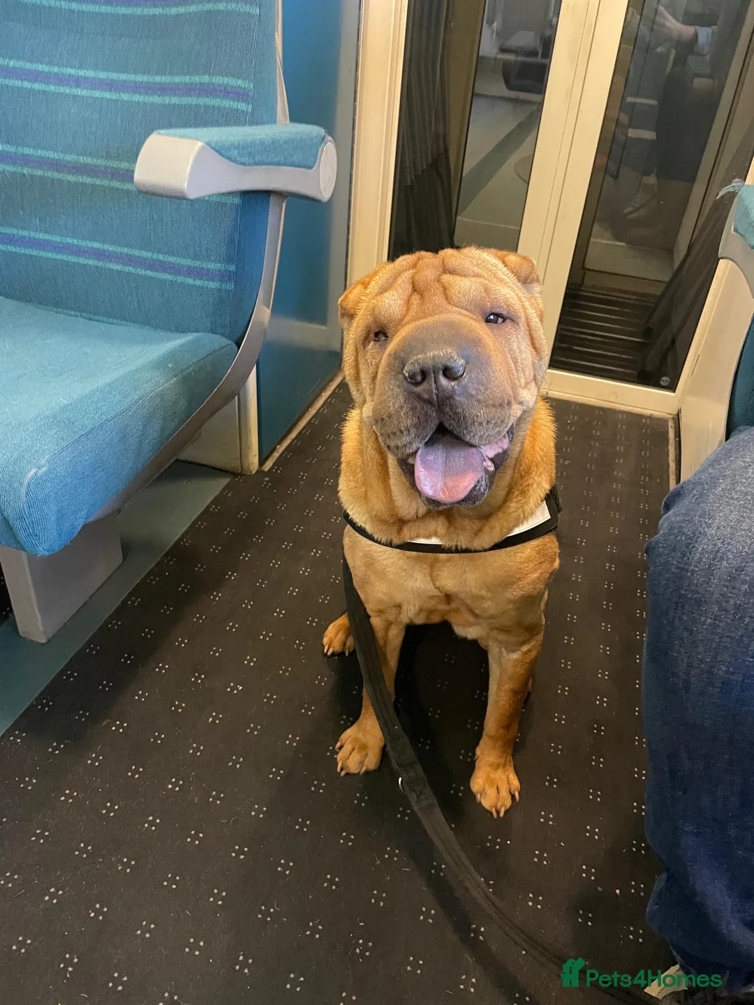 Shar Pei dogs for sale: Loving Shar Pei Looking for Her Forever Home - Advert 1
