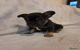 French Bulldog dogs for sale: 4 beautiful French bulldog pups  - Image 7