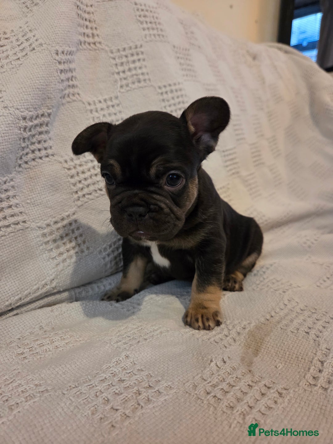 French Bulldog dogs for sale: 4 beautiful French bulldog pups  - Image 7