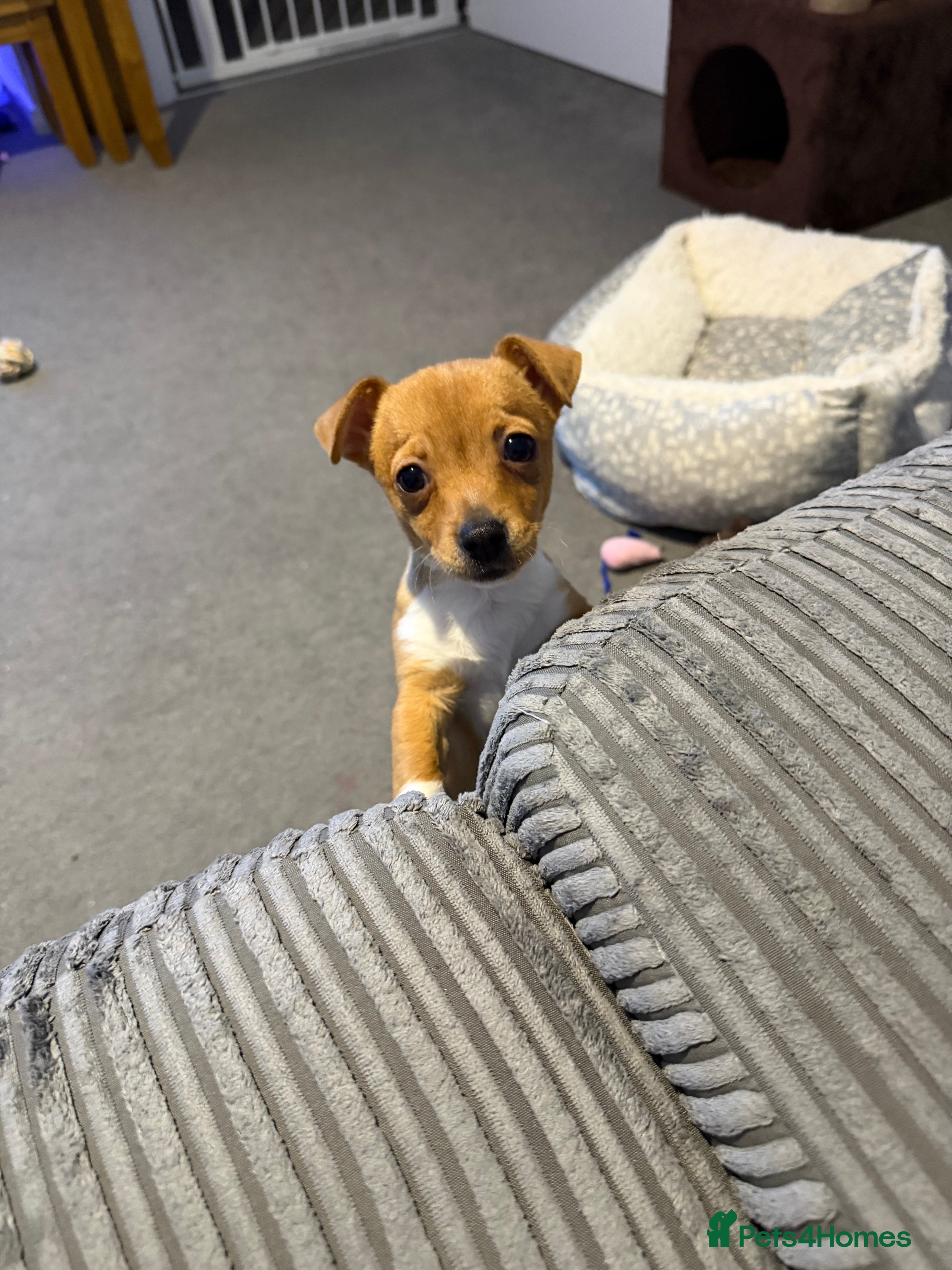 Jack Russell dogs Bailey - Advert 11