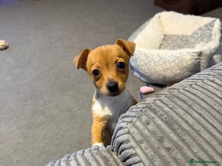 Jack Russell dogs Bailey - Advert 1