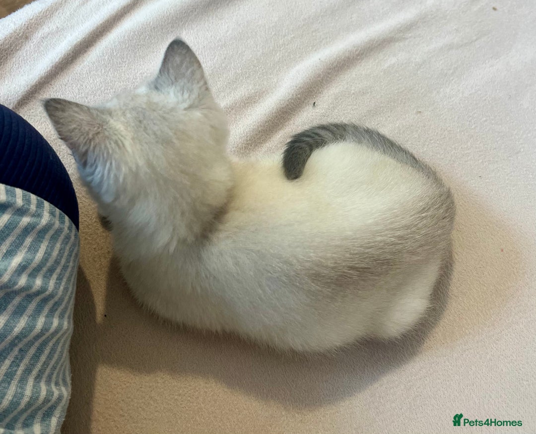 British Shorthair cats for sale: PUREBRED BSH KITTENS SOLD - Image 10