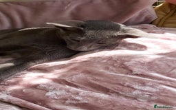 Oriental cats for sale: Full Pedigree Oriental 1 Kitten XL size ears GCCF - Image 24