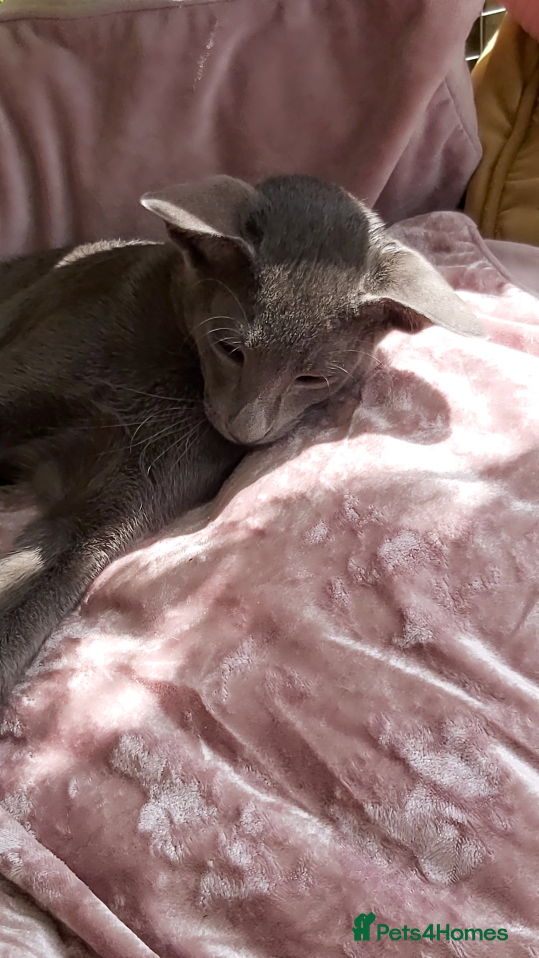 Oriental cats for sale: Full Pedigree Oriental 1 Kitten XL size ears GCCF - Image 24