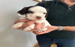 Cocker Spaniel dogs for sale: Beautiful litter of KC working cocker spaniels - Image 13