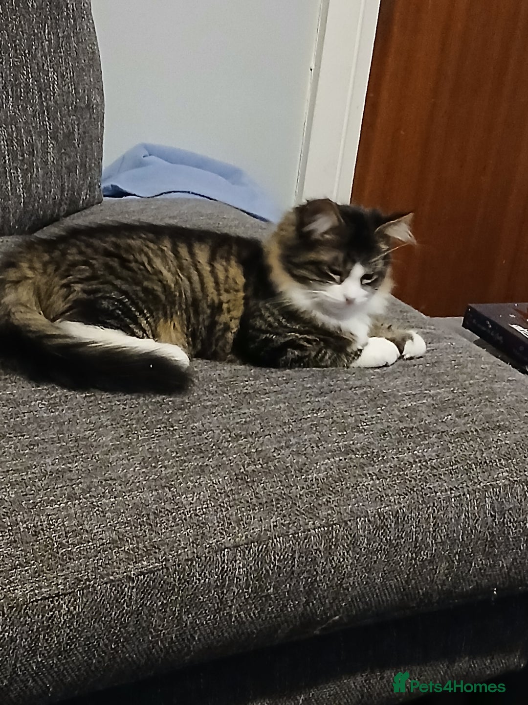 Mixed Breed cats for sale: 2 very friendly female kittens  - Advert 2