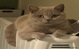 British Shorthair cats for sale: British Shorthhair Kittens  - Image 8