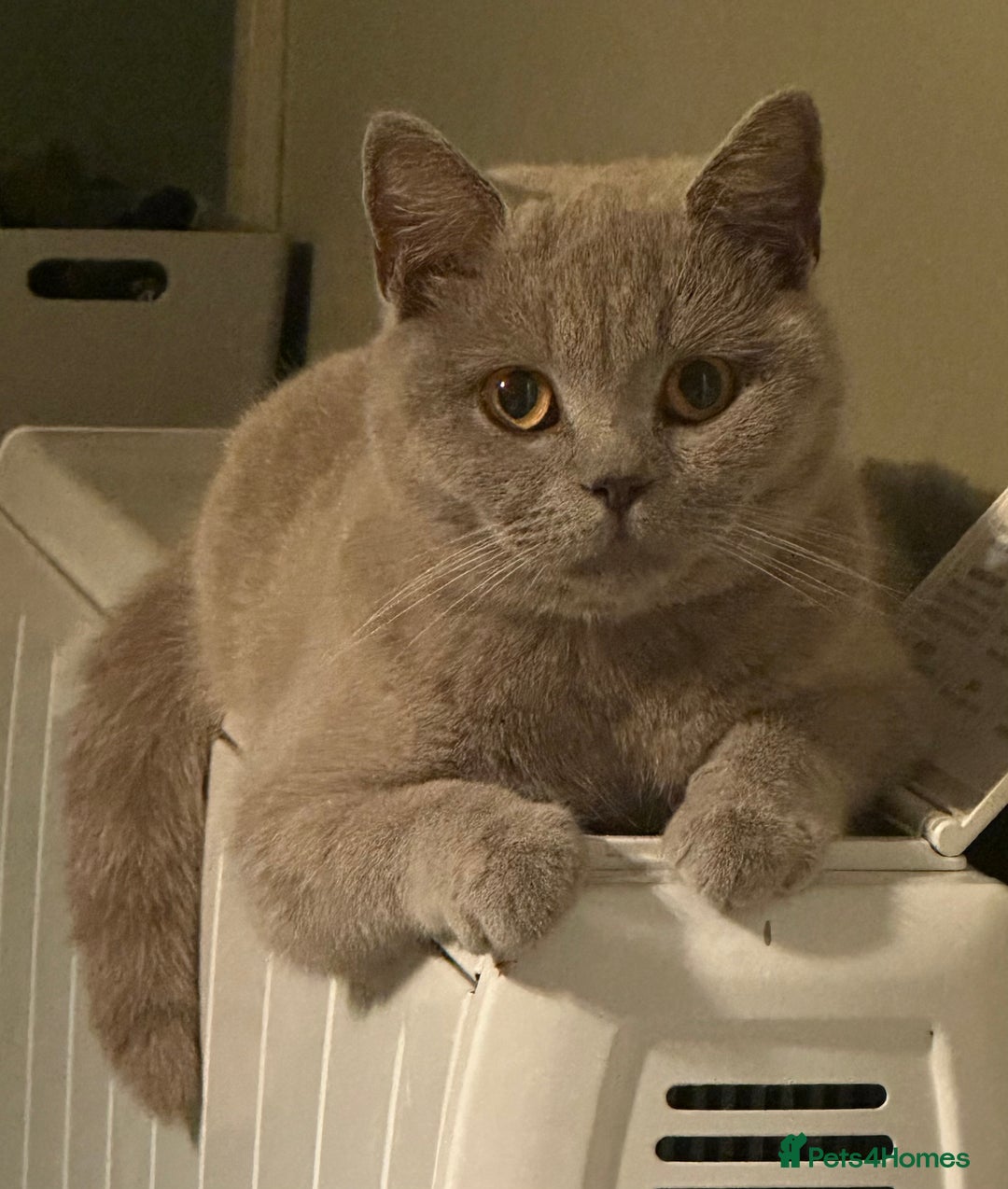 British Shorthair cats for sale: British Shorthhair Kittens  - Image 8