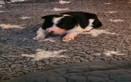 Border Collie dogs for sale: Unique blue merle border collie puppies - Image 10