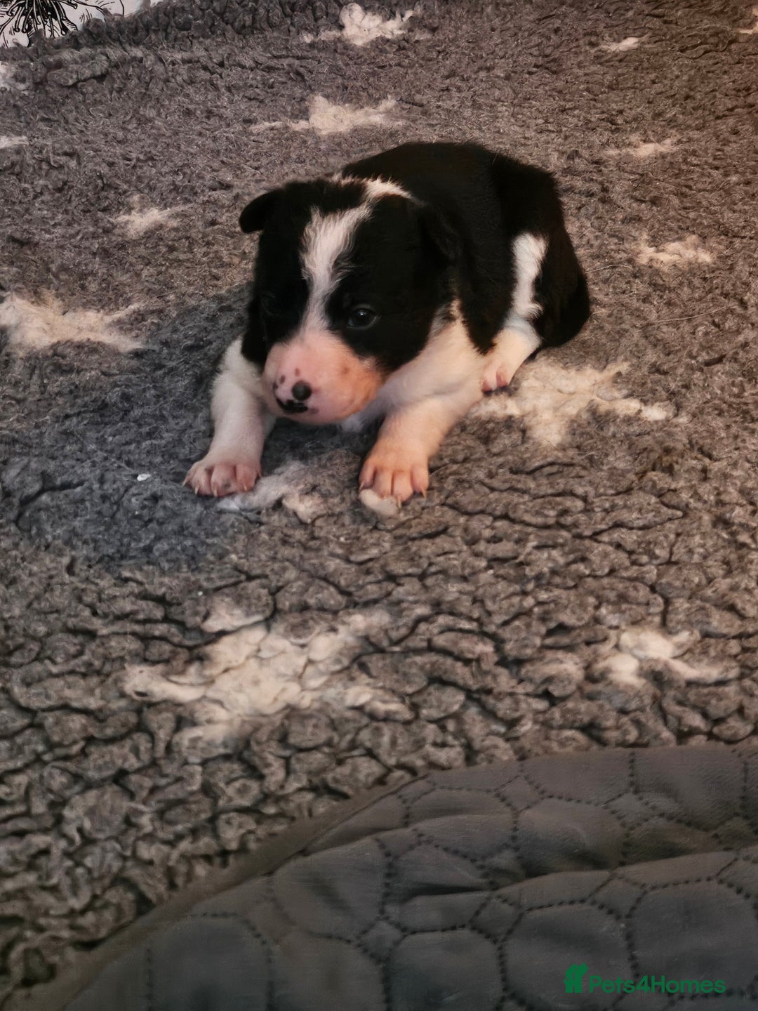 Border Collie dogs for sale: Unique blue merle border collie puppies - Image 10