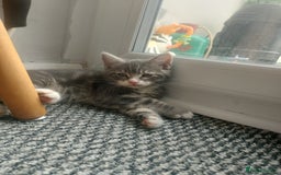 RagaMuffin cats for sale: Tabby X Ragdoll Kittens - Image 2