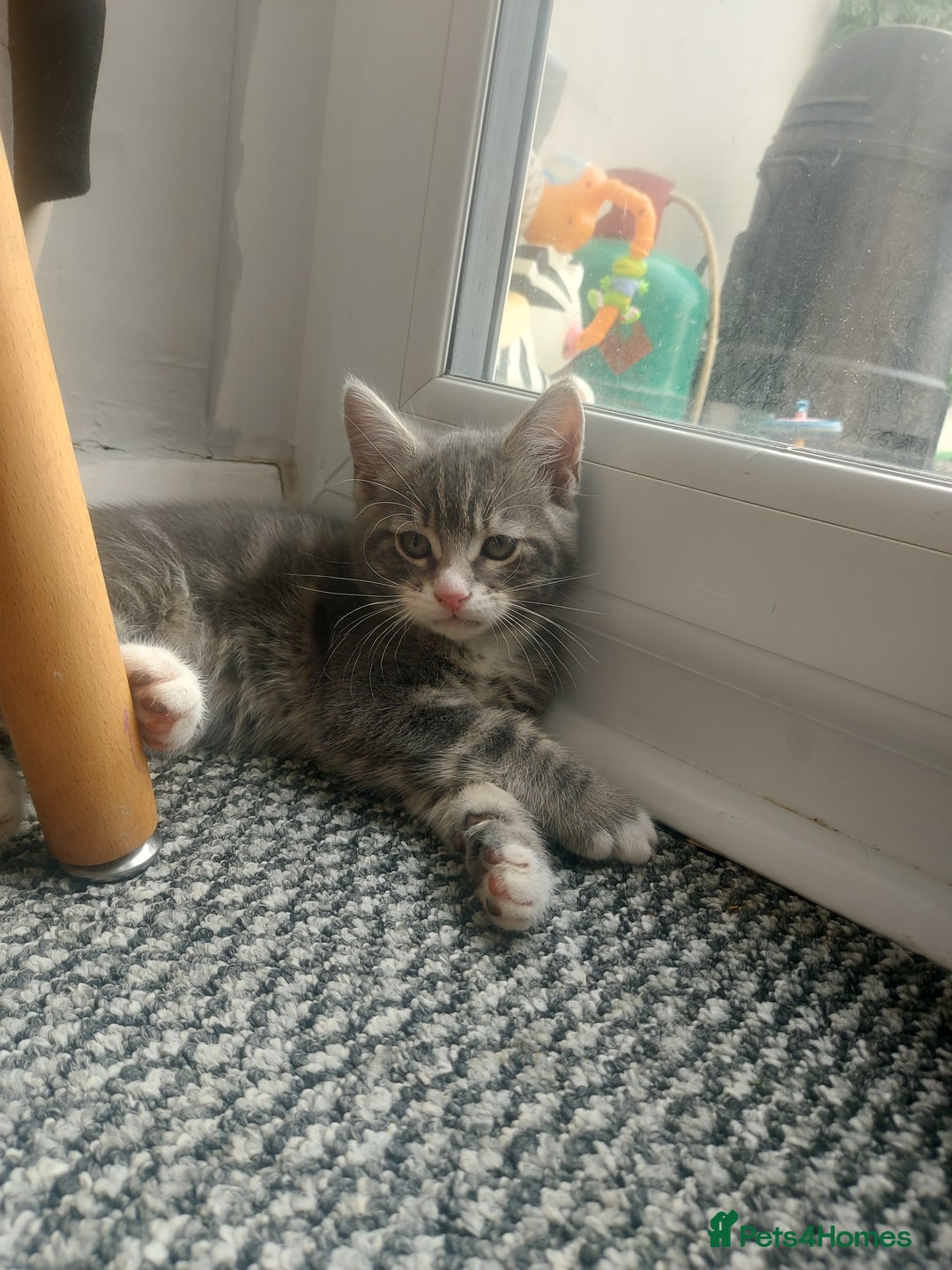 RagaMuffin cats for sale: Tabby X Ragdoll Kittens - Image 2