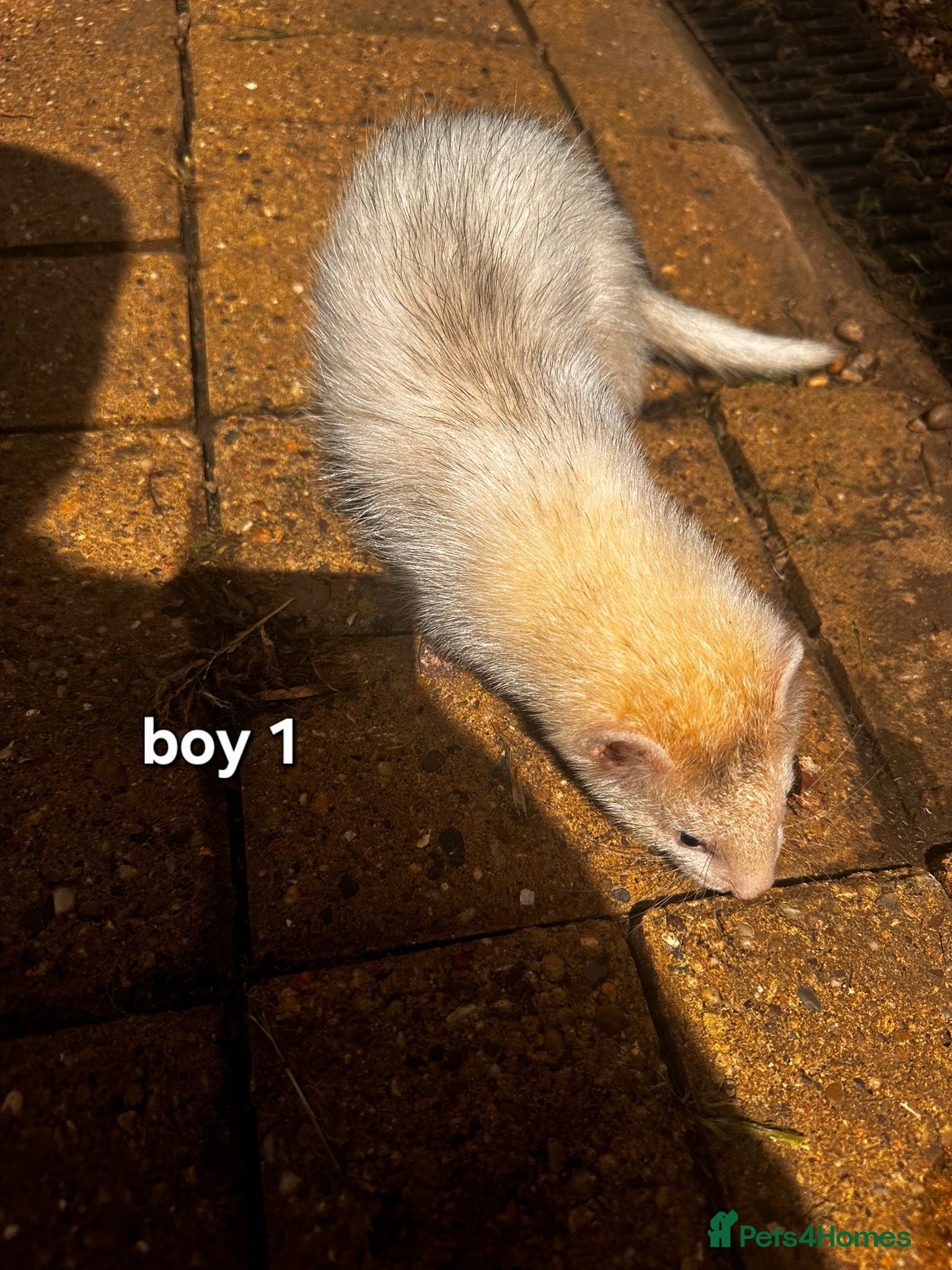 Ferret rodents Litter of 6 stunning ferrets  - Advert 1