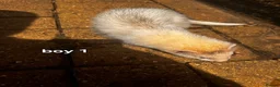 Ferret rodents for sale: Litter of 6 stunning ferrets  in Worksop - Advert 5