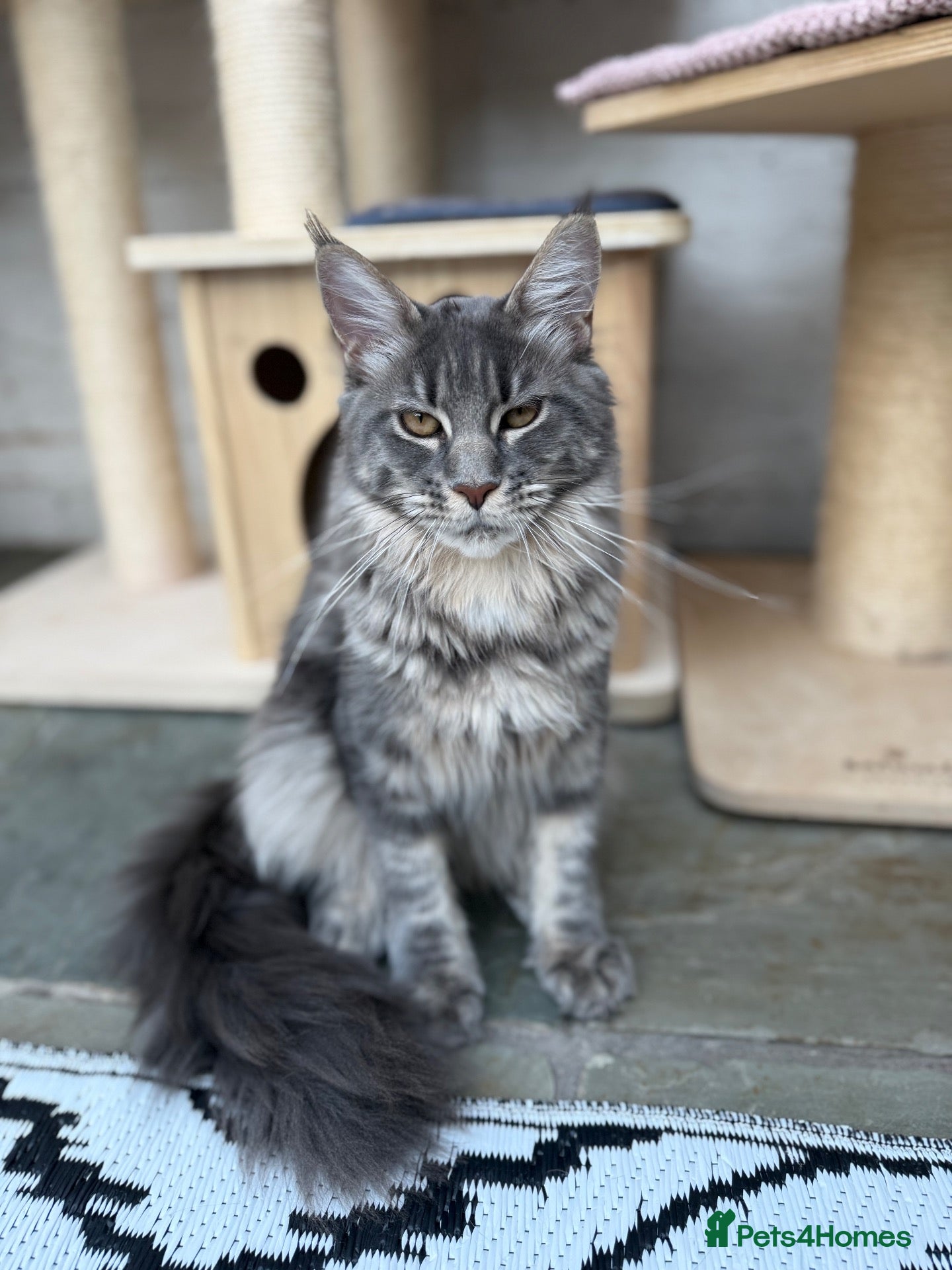 Maine Coon cats TICA Registered Pedigree Blue Silver Maine Coon - Advert 1