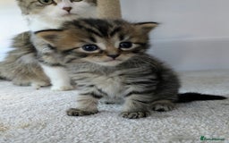 Maine Coon cats for sale: Maincoon - Image 10