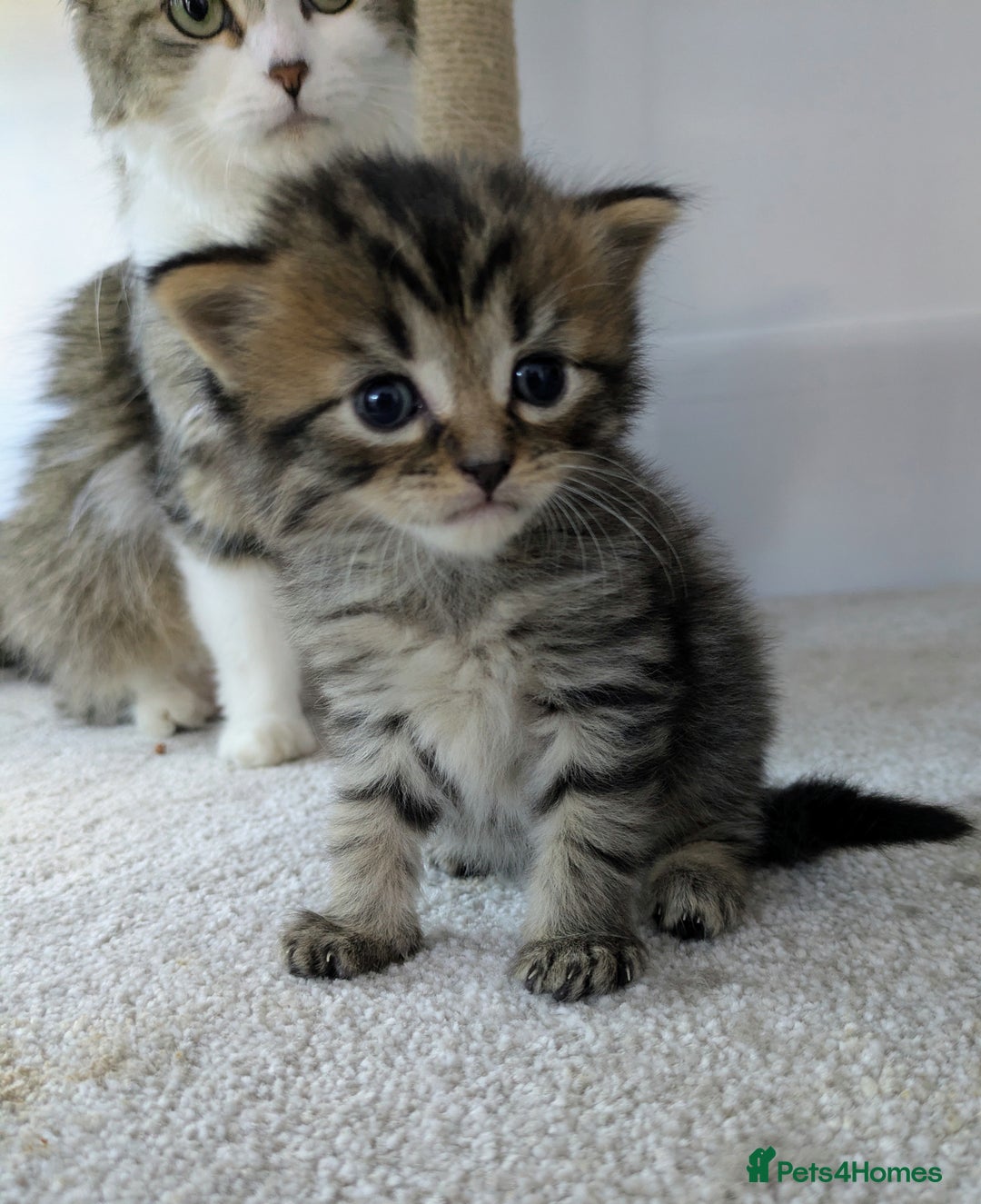Maine Coon cats for sale: Maincoon - Image 10