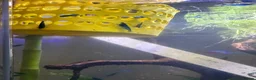 Shrimps fish for sale: Blue velvet shrimp neocaridina in Thornton Heath - Advert 11