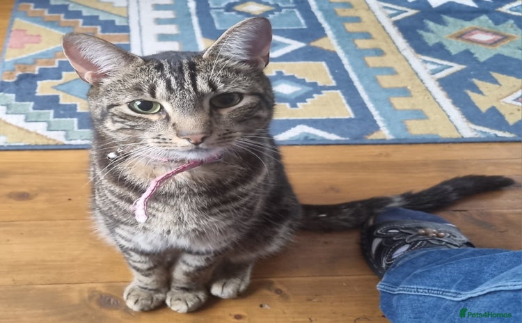 Mixed Breed cats - Advert 10