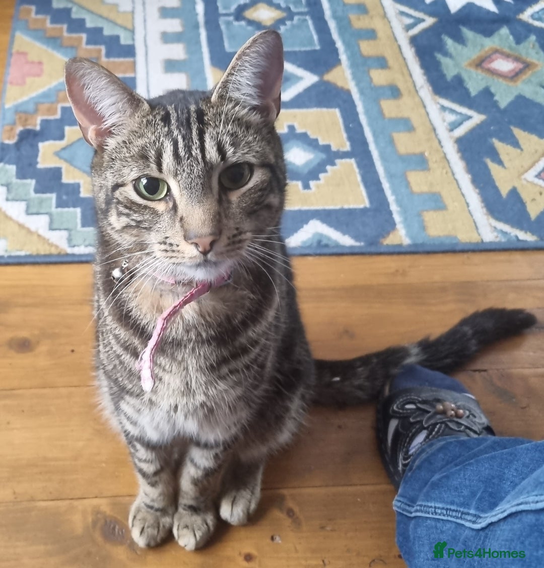 Mixed Breed cats for sale: Tabby FREE to good home  - Image 1