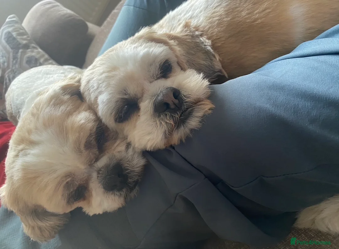 Shih Tzu dogs for sale: Coco & Mia  - Advert 4