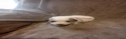Pyrenean Mountain Dog dogs for sale: 7 beautiful pyrenean puppies  in Spalding - Advert 8