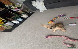 Chorkie dogs for sale: Chorkie for sale  - Image 6