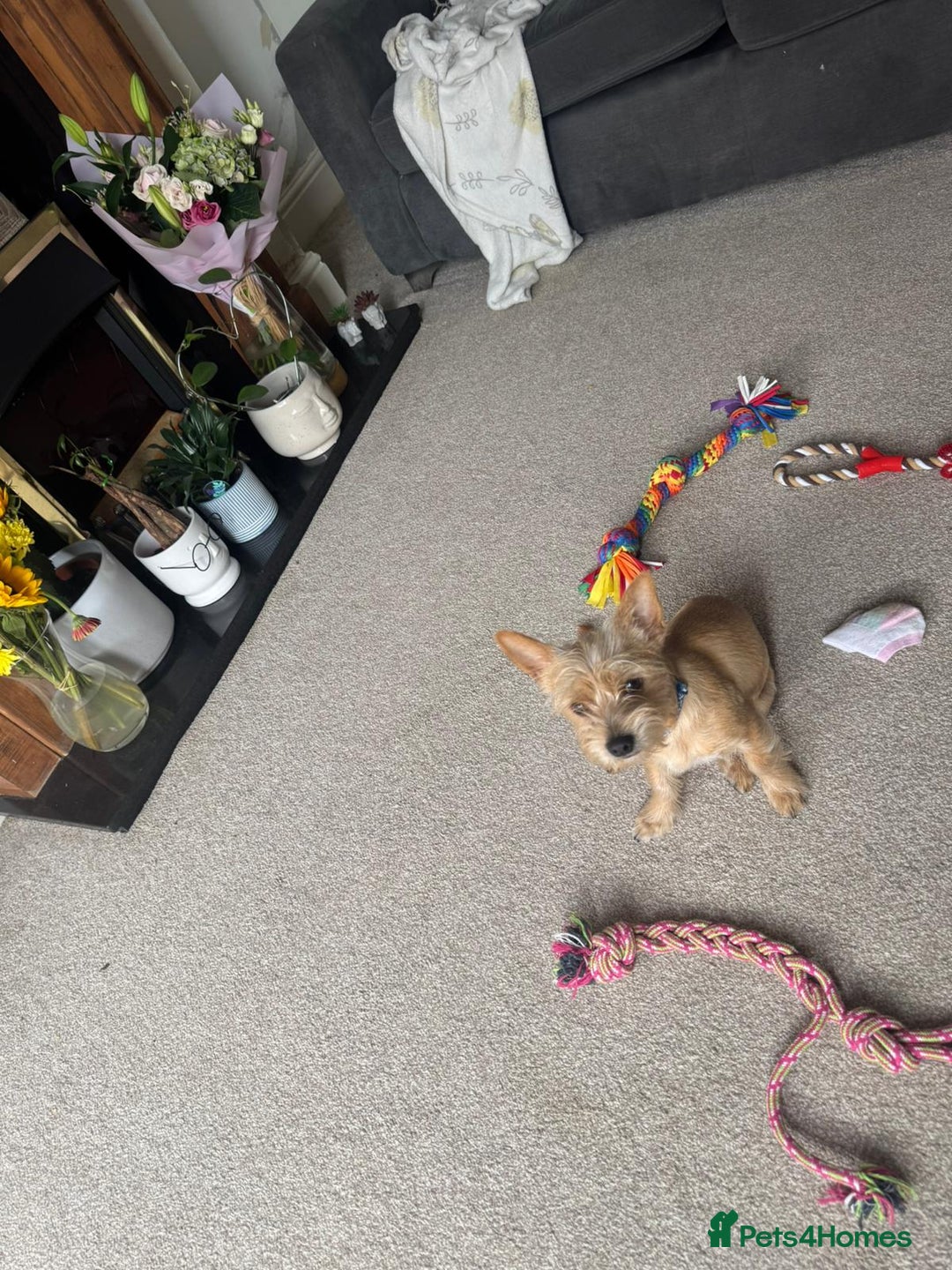 Chorkie dogs for sale: Chorkie for sale  - Image 6
