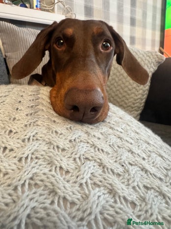 Dobermann dogs - Advert 1