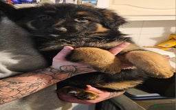 German Shepherd dogs for sale: Zeus - German shepherd looking for a good home - Image 3