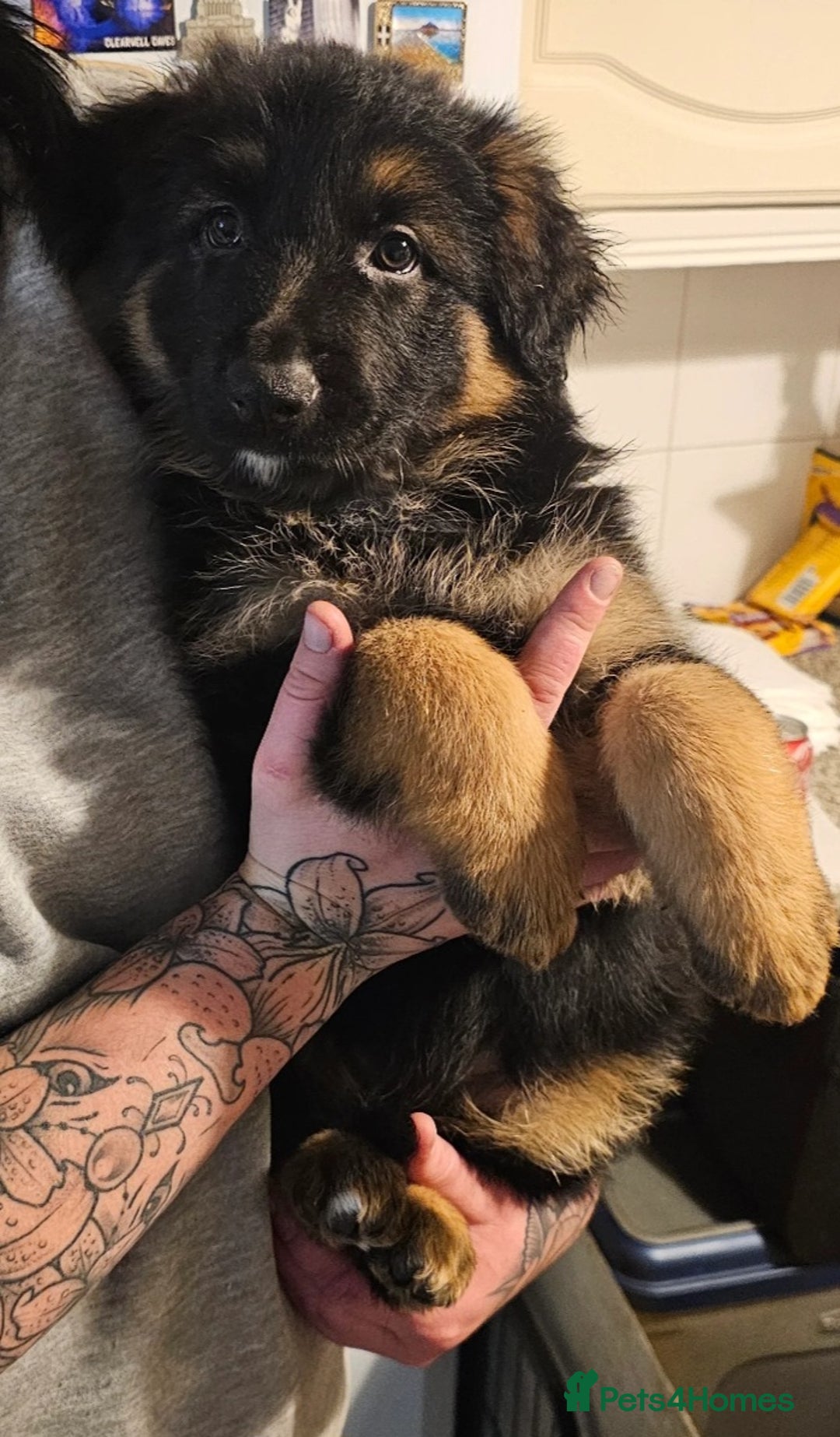 German Shepherd dogs for sale: Zeus - German shepherd looking for a good home - Image 3