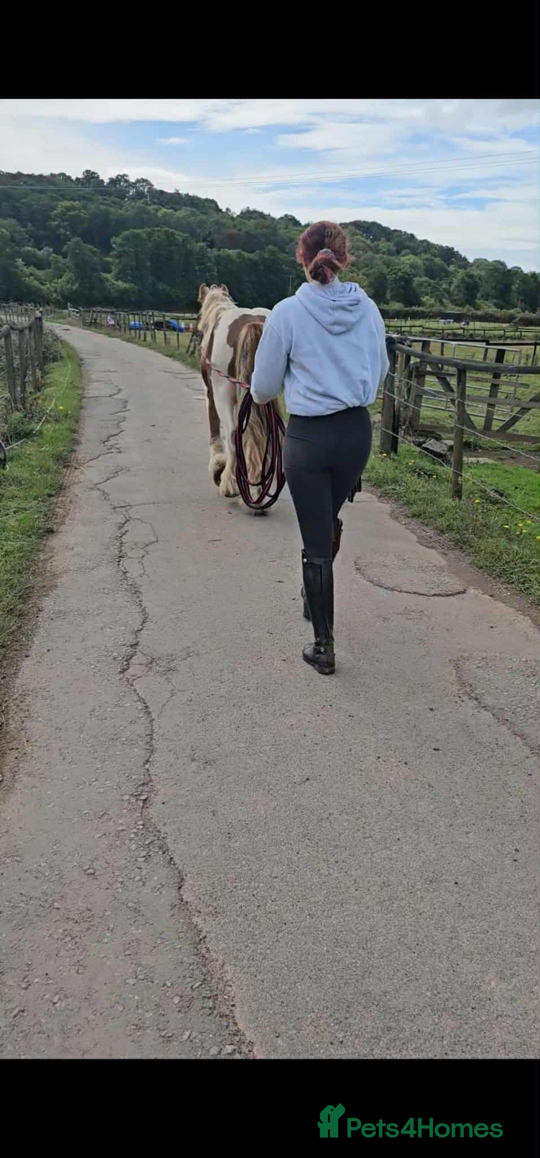 Irish Cob horses for sale: Copper 13.1/2 Gypsy Cob  - Image 12