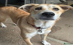 Mixed Breed dogs for adoption: Cristina - Norwich Norfolk  - Image 3