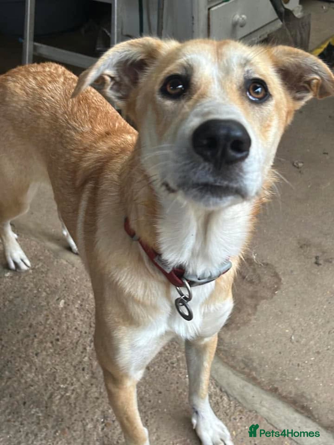 Mixed Breed dogs for adoption: Cristina - Norwich Norfolk  - Image 3