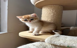 British Shorthair cats for sale: GCCF BSH Last Chocolate Golden Female Kitten Left - Image 36