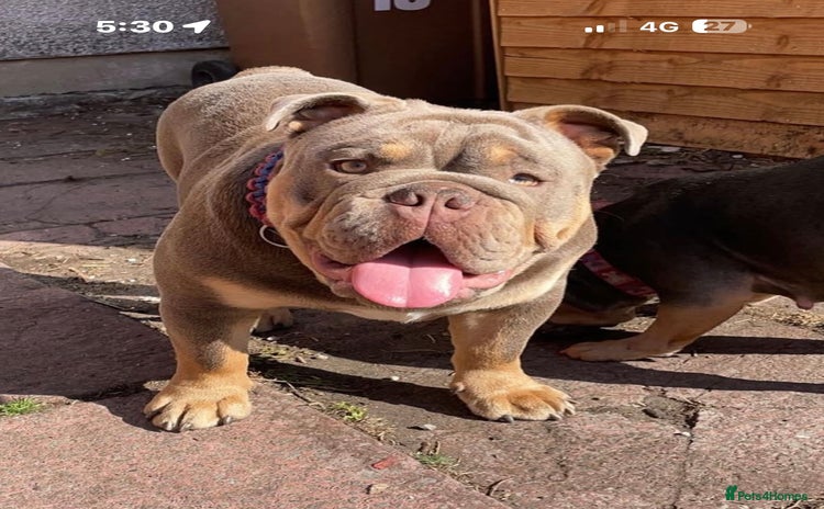 English Bulldog dogs - Advert 1