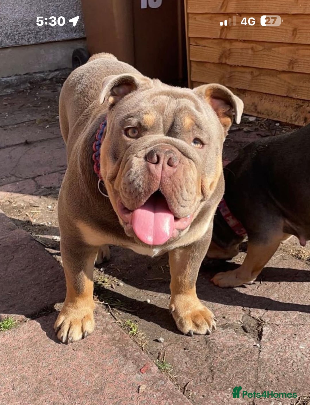 English Bulldog dogs for sale: British bulldog male  - Image 1