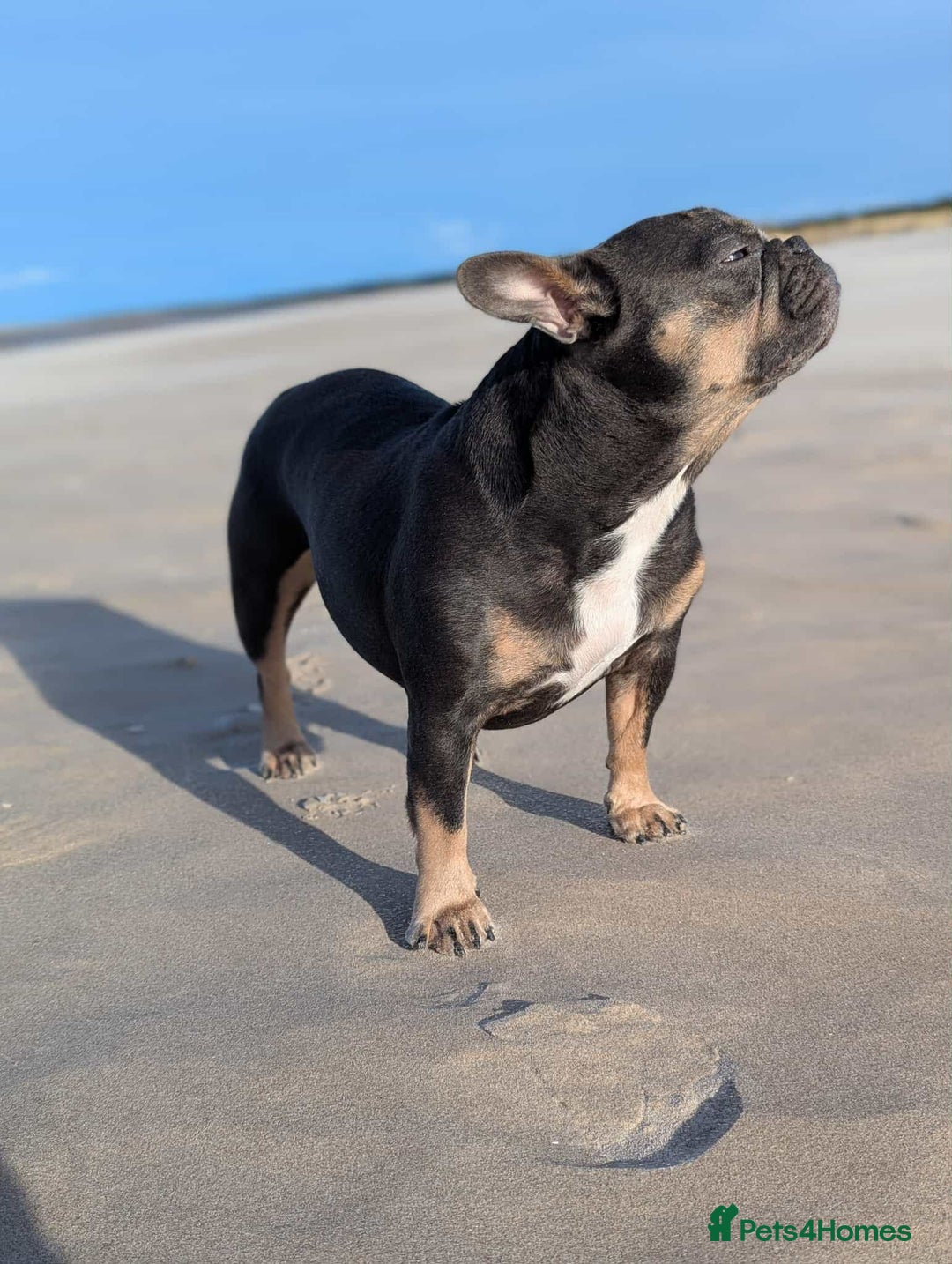 French Bulldog dogs for sale: Stunning French Bulldog Puppies  - Advert 11