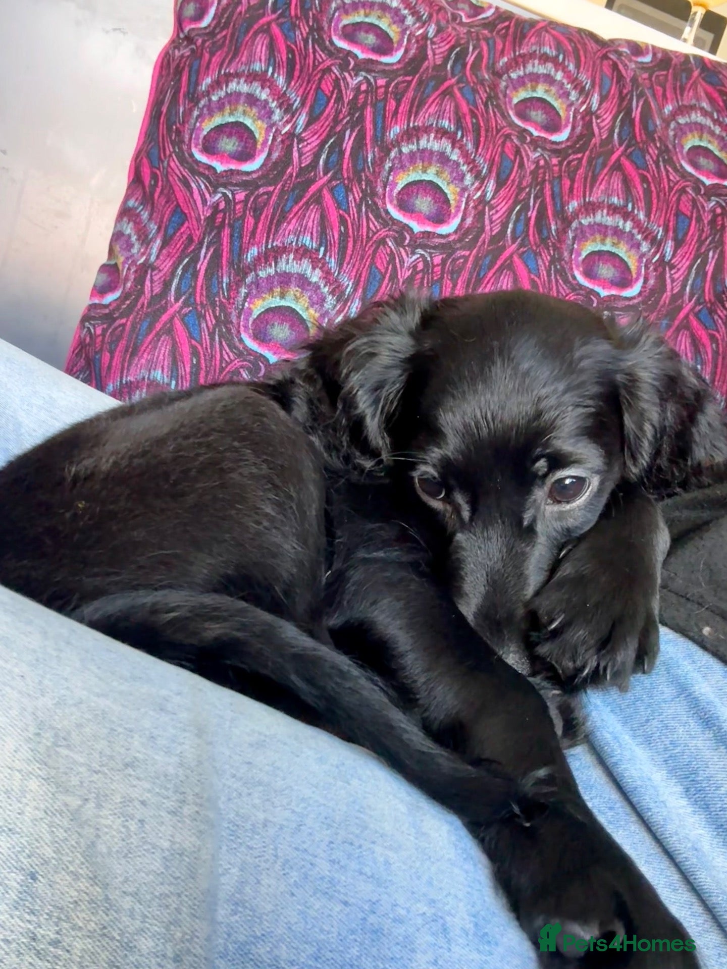 Cockapoo dogs 1 REMAINING FULLY VACCINATED/HEALTH CHECKED  - Advert 2