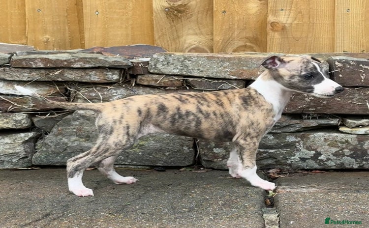 Whippet dogs - Advert 13