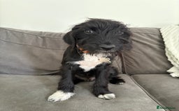 Mixed Breed dogs for sale: Bedlington x cocker  - Image 2