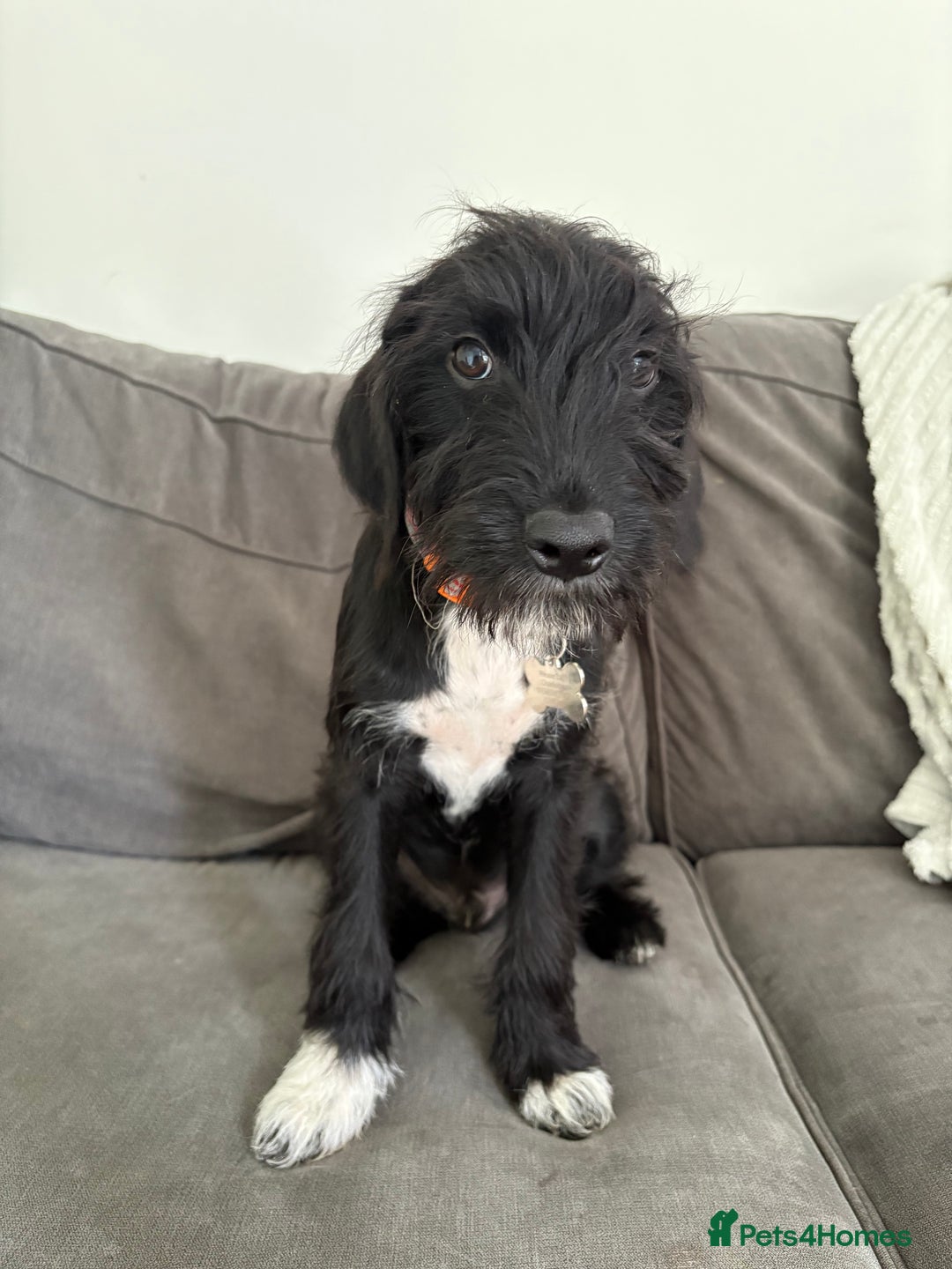 Mixed Breed dogs for sale: Bedlington x cocker  - Image 2