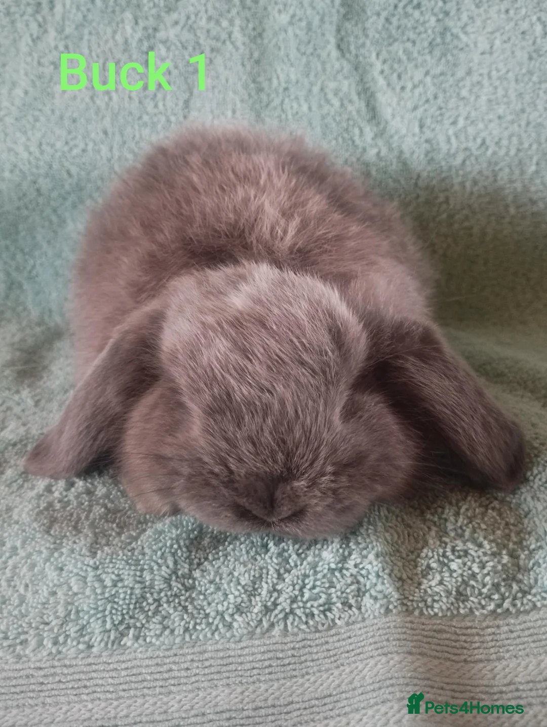 Mini Lop rabbits for sale: 4 Beautiful Mini Lop babies looking for homes! 🥰 - Advert 1