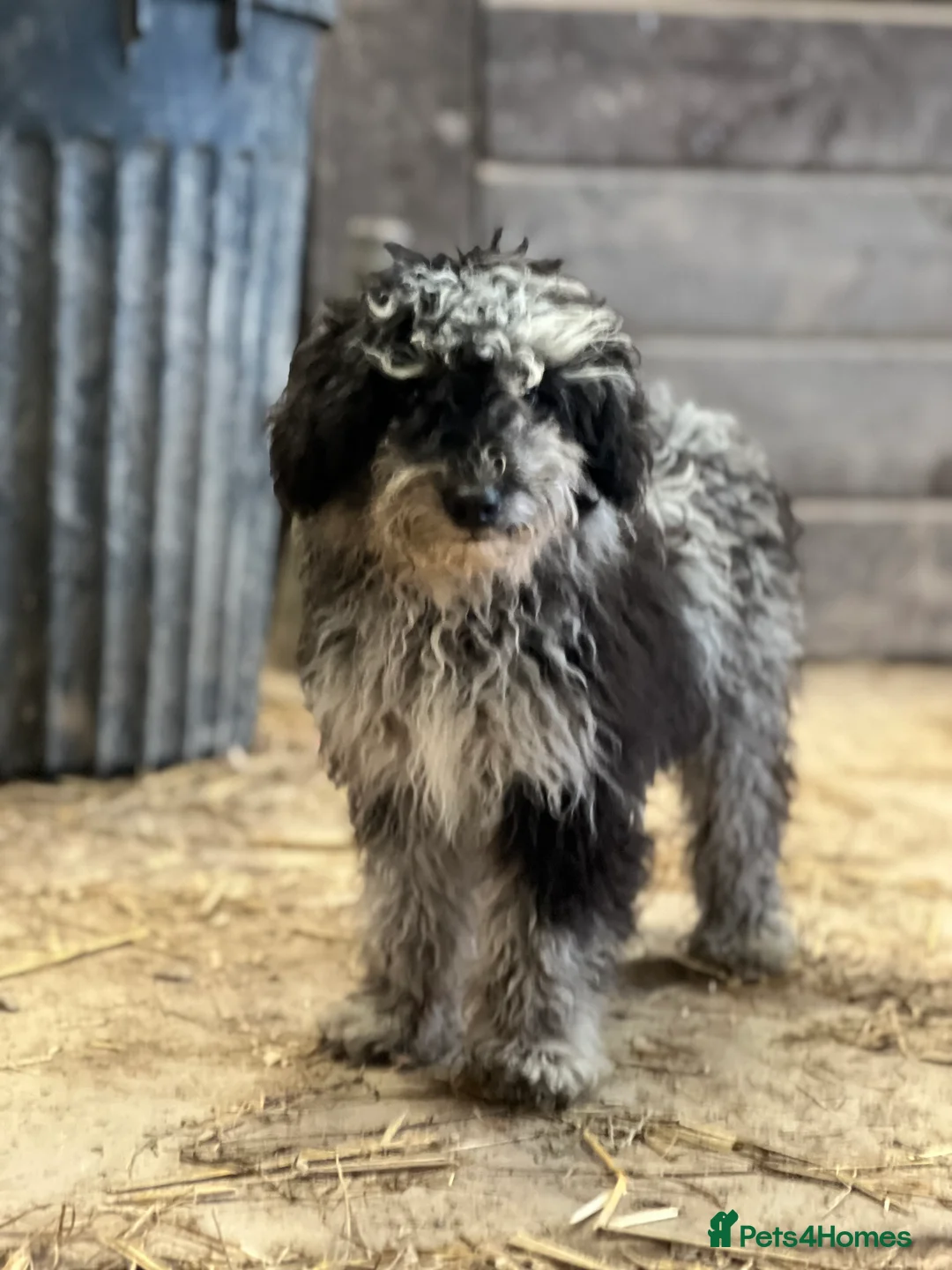 Mixed Breed dogs for sale: Stunning litter of 3/4 Toy Poodle X Welsh Collie - Advert 2