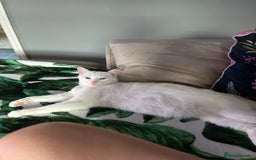Domestic Shorthair cats for sale: Beautiful female spayed white cat - Image 2