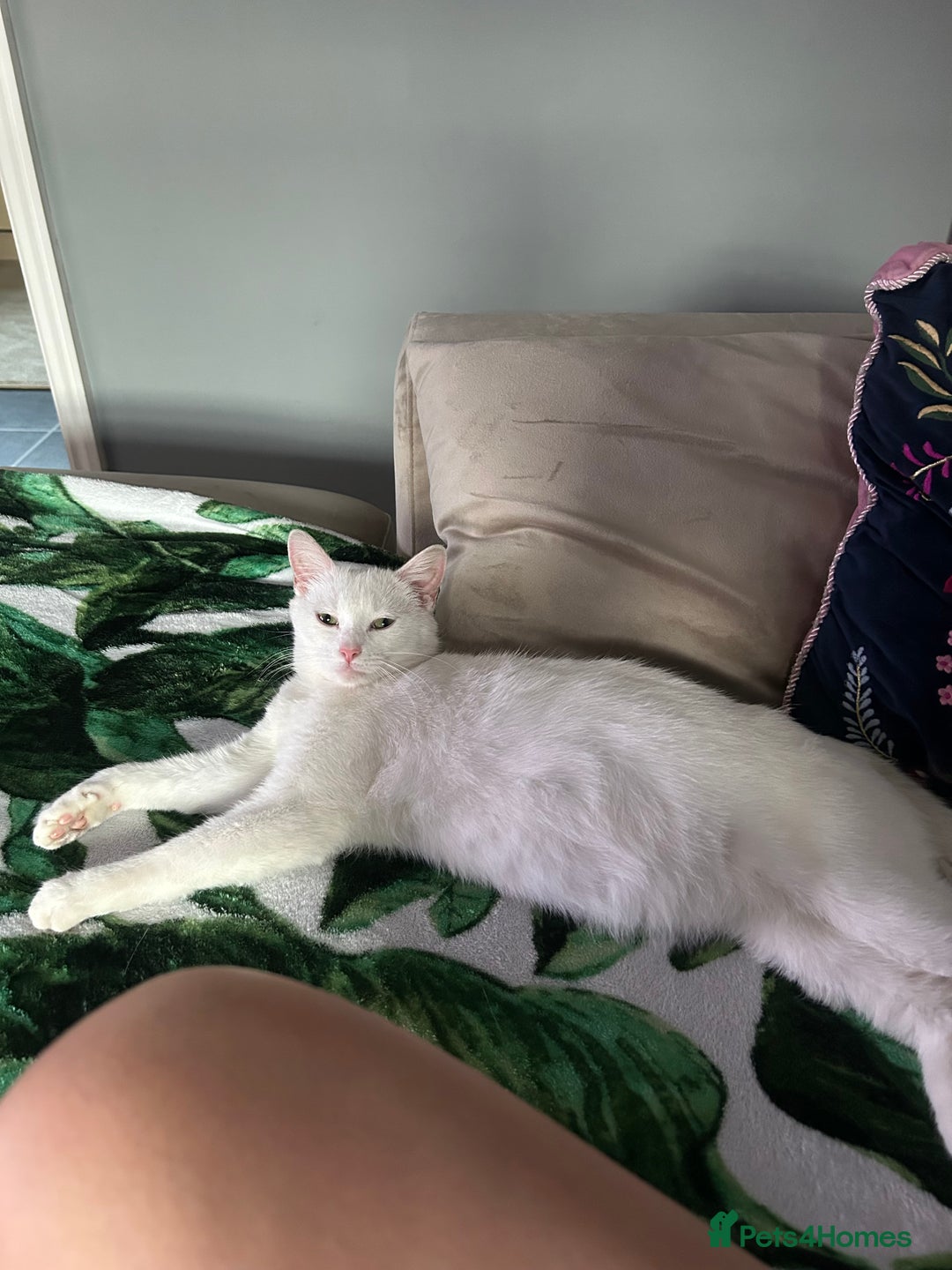 Domestic Shorthair cats for sale: Beautiful female spayed white cat - Image 2