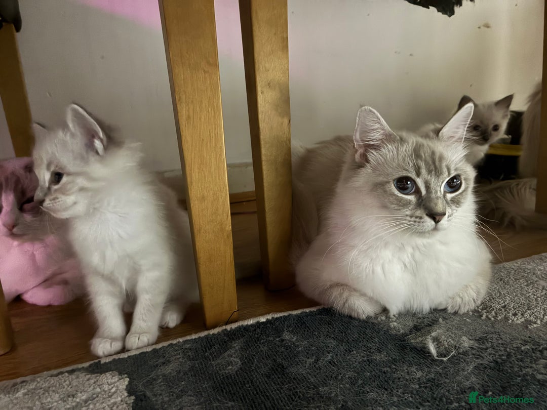 Ragdoll cats for sale: Ragdoll kittens - Image 6