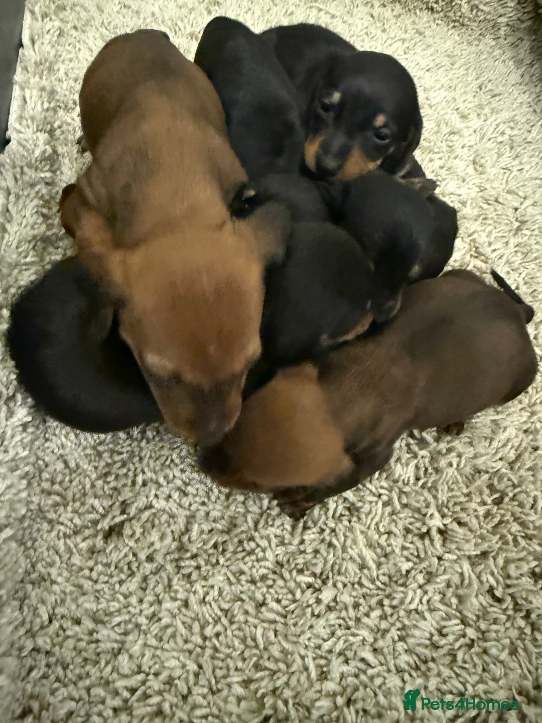 Mixed Breed dogs for sale: Dachshund puppies seven  - Advert 4