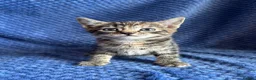 Maine Coon cats for sale: Maine coon x  - Advert 7
