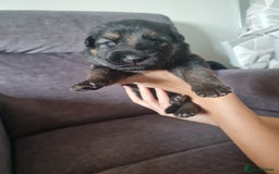 German Shepherd dogs for sale: German shepherd puppies  - Image 20